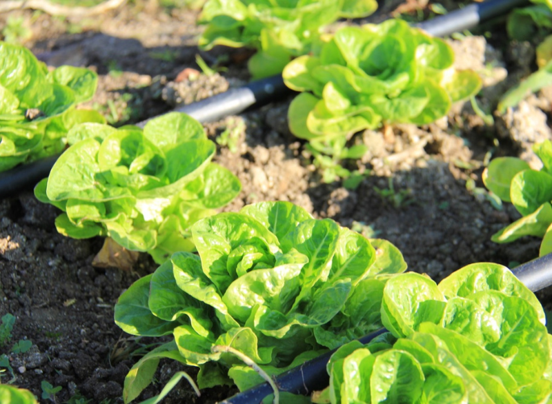 El huerto "Hermana Tierra"